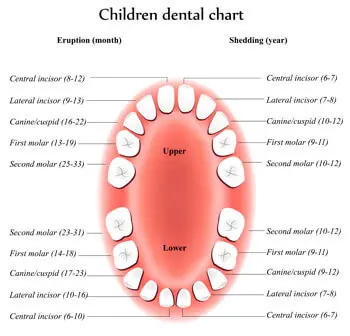 A chart of children 's teeth with the names and numbers.
